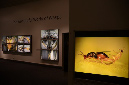 Wasp_exhibition__DSC3505